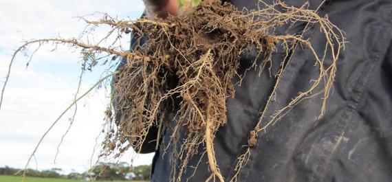 Real Sub Soil Access Tap Root with laterals at Depth Elliston, Eyre Peninsula SA