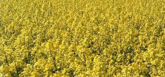 A blooming example of well conditioned soil