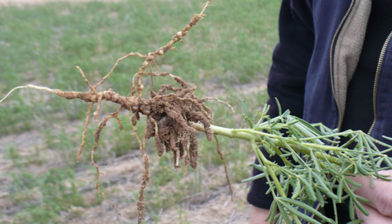 Root systems - your foundation for success