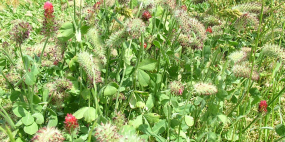 Greener pastures - maximise nutritional availablity